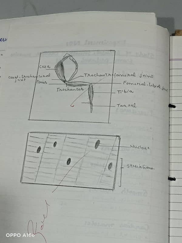 Biology practical notebook FSC part 1 and 2 11