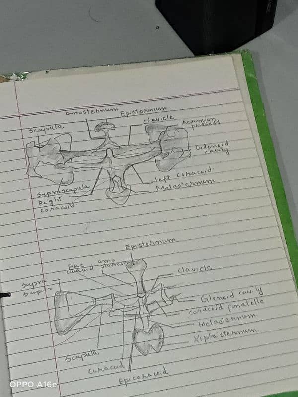 Biology practical notebook FSC part 1 and 2 12