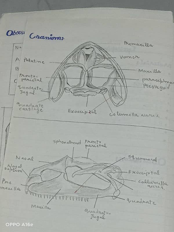 Biology practical notebook FSC part 1 and 2 13