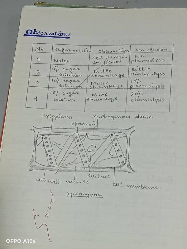 Biology practical notebook FSC part 1 and 2 15