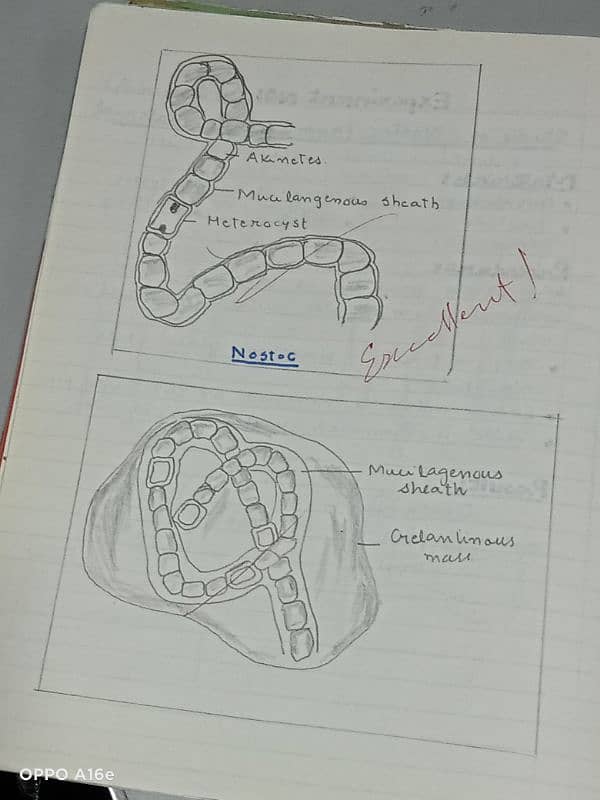 Biology practical notebook FSC part 1 and 2 17