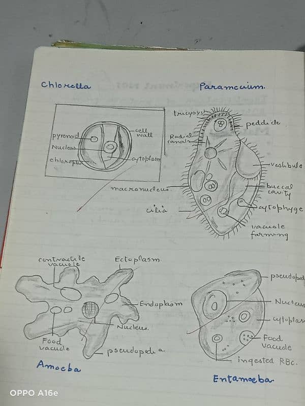 Biology practical notebook FSC part 1 and 2 18