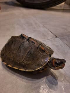 Indian Roof Turtle