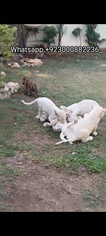 white loin puppies available 2 pairs 0