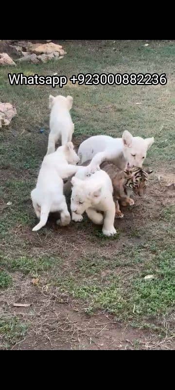 white loin puppies available 2 pairs 1