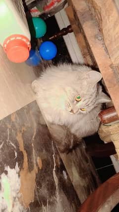 PURE PERSIAN TRIPLE COAT FEMALE