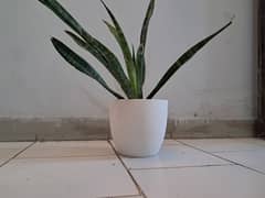 Snake Plant with Beautiful Vase