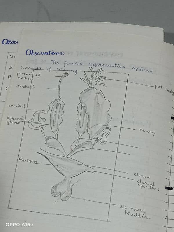 biology practical notebook 1