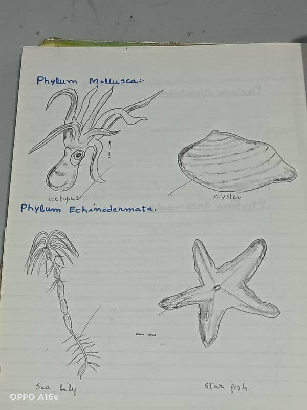 biology practical notebook 4