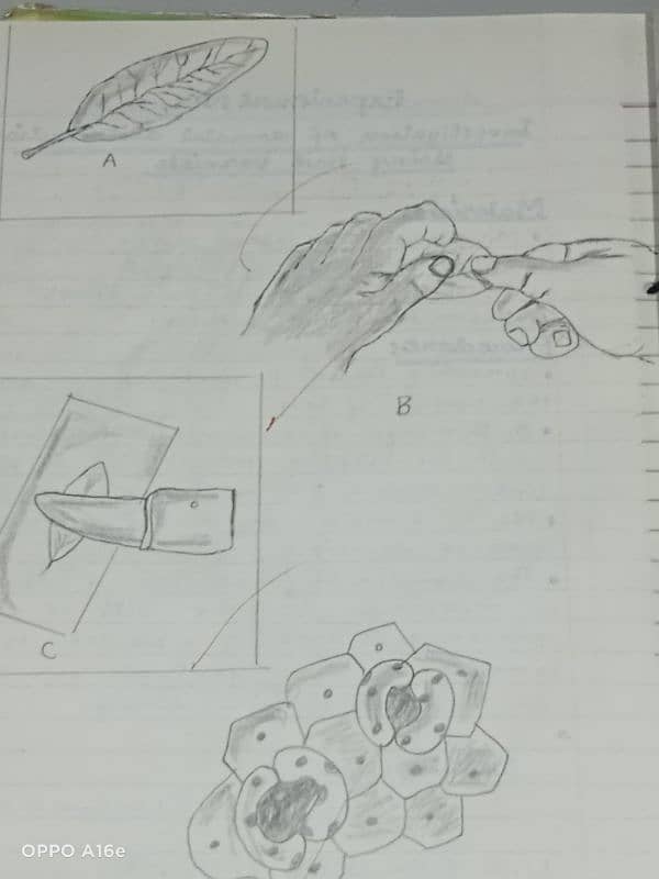 biology practical notebook 5