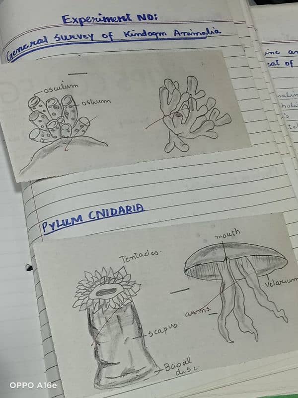 biology practical notebook 7