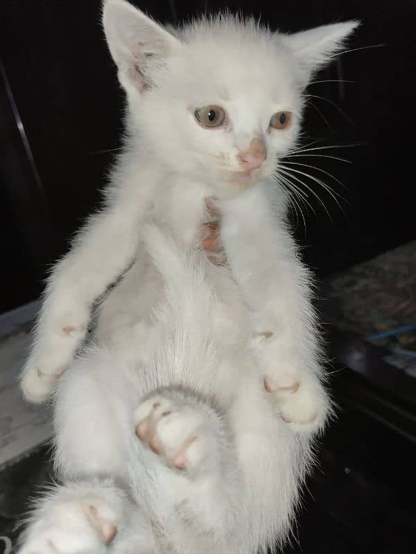 Persian kitten for sale 0