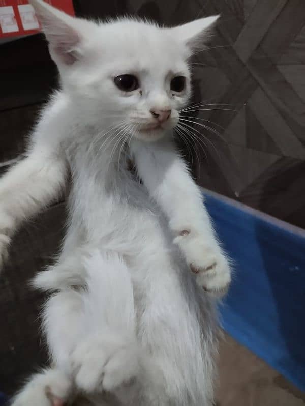 Persian kitten for sale 1