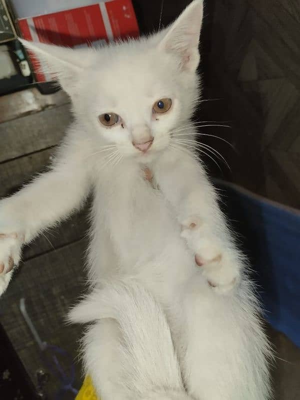 Persian kitten for sale 2