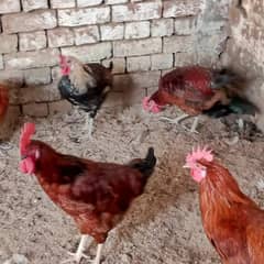 Cook & Hens for sale