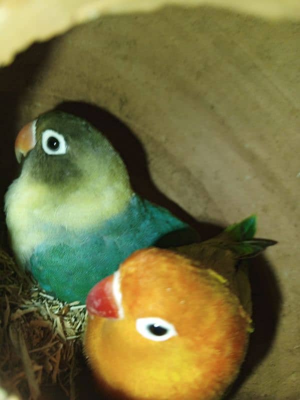 green Euwing opaline possible blue x parblue split ino pair 0