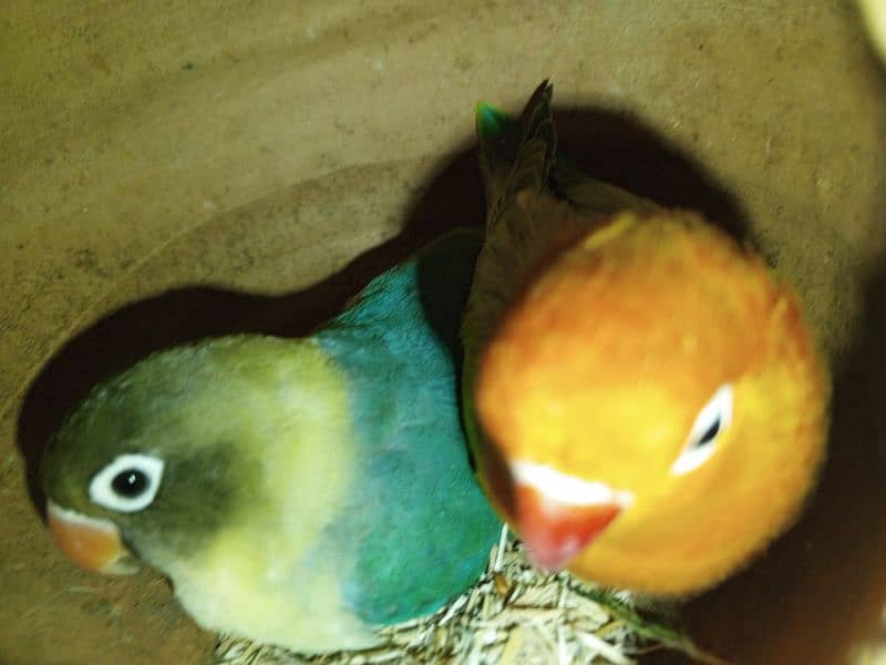 green Euwing opaline possible blue x parblue split ino pair 1