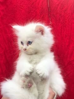 Pure Persian Kittens Available