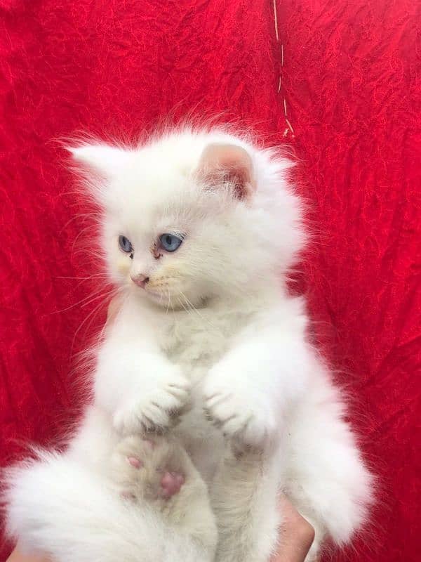 Pure Persian Kittens Available 0