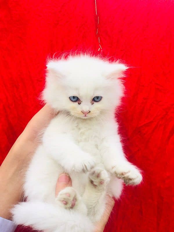 Pure Persian Kittens Available 1