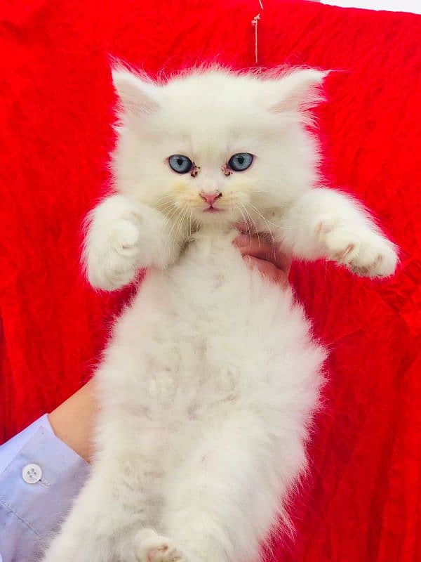 Pure Persian Kittens Available 2