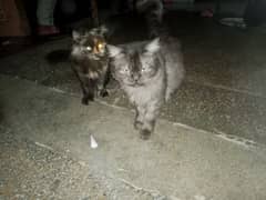 Persian cats free free free but only for family or girls