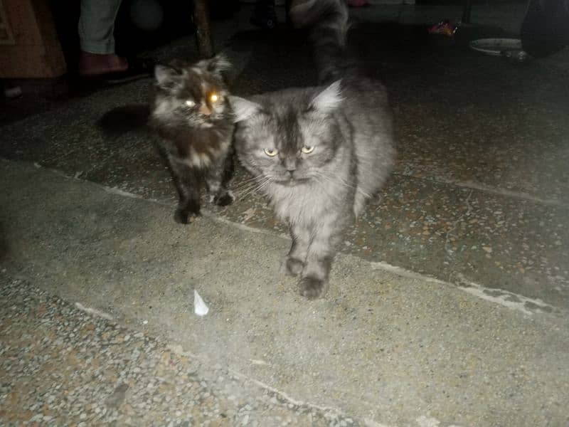 Persian cats free free free but only for family or girls 0