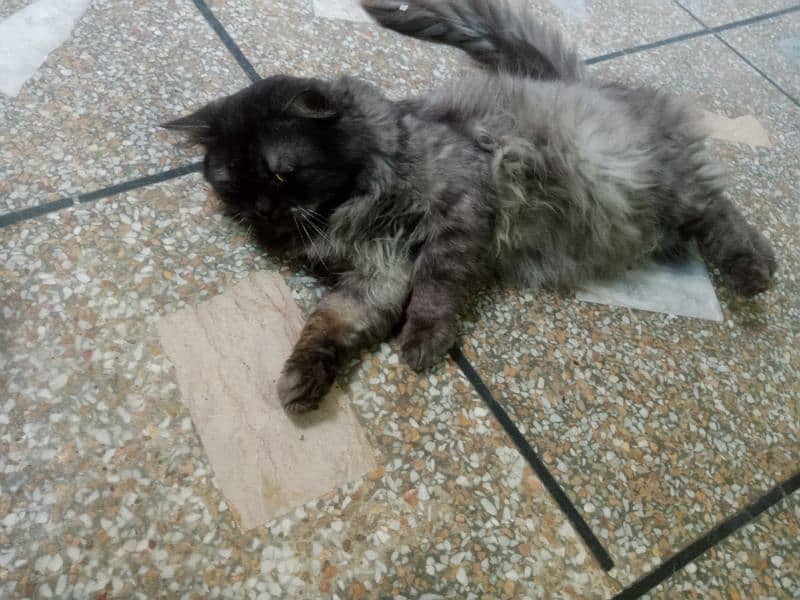 Persian cats free free free but only for family or girls 2