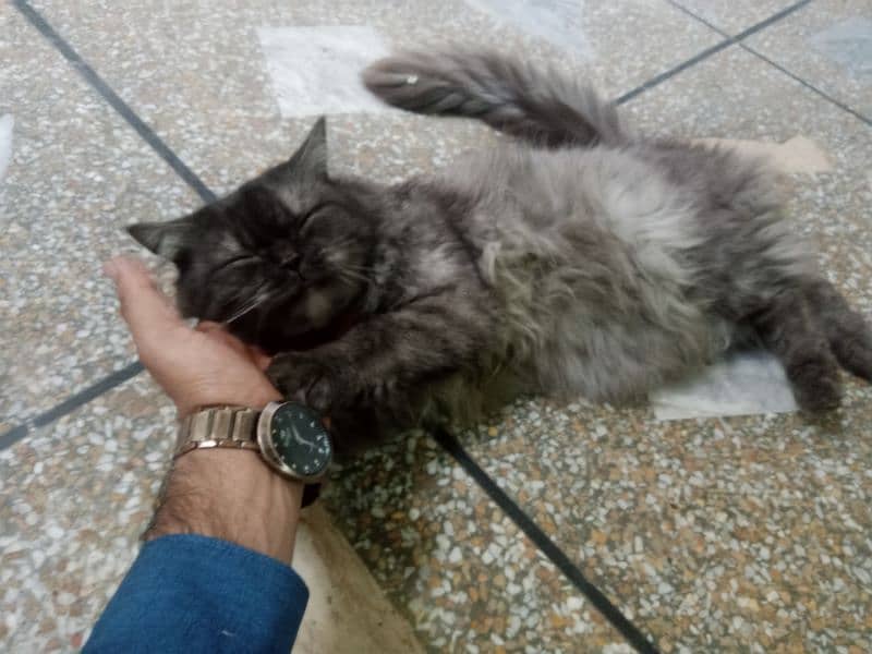 Persian cats free free free but only for family or girls 3