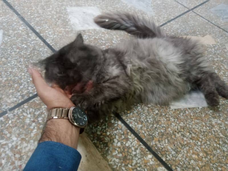 Persian cats free free free but only for family or girls 4