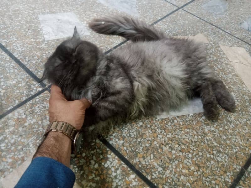 Persian cats free free free but only for family or girls 5