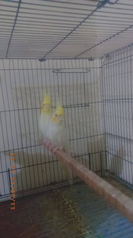 common white red eye breeder pair and male also available for sale 0