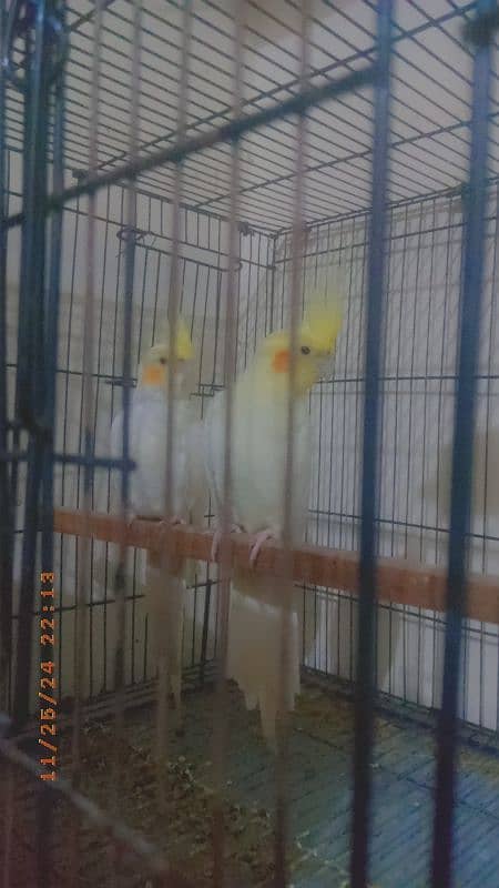 common white red eye breeder pair and male also available for sale 1