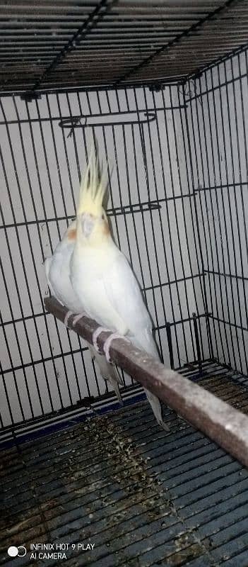 common white red eye breeder pair and male also available for sale 2