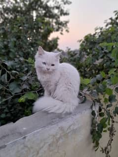 parsian cat for sale