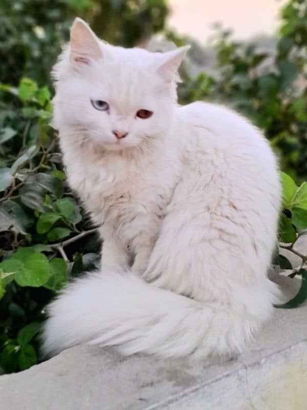 parsian cat for sale 1