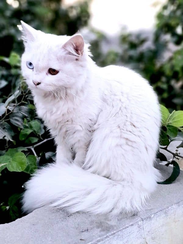 parsian cat for sale 2