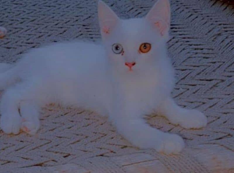 parsian cat for sale 3