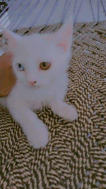 parsian cat for sale 4