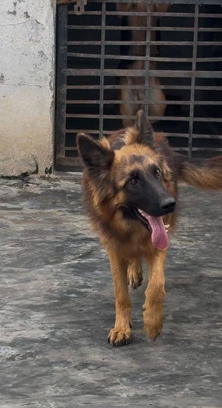 Pedigree German shepherd  female available for sale 1