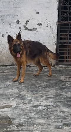 Pedigree German shepherd  female available for sale