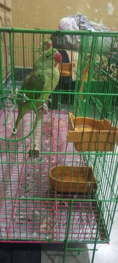 kashmiri raw pair age 5 month with large cage