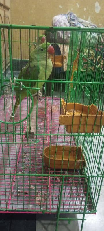 kashmiri raw pair age 5 month with large cage 0