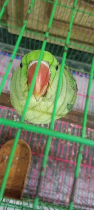 kashmiri raw pair age 5 month with large cage 1