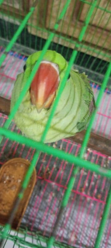 kashmiri raw pair age 5 month with large cage 2