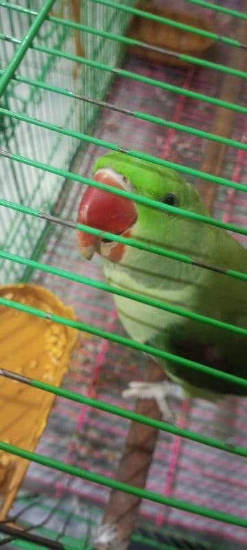 kashmiri raw pair age 5 month with large cage 3