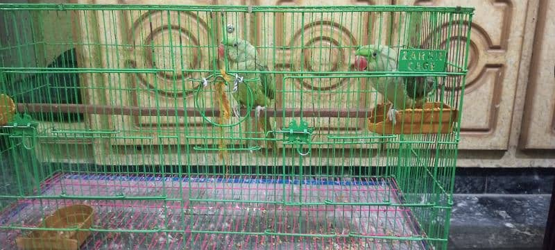 kashmiri raw pair age 5 month with large cage 4