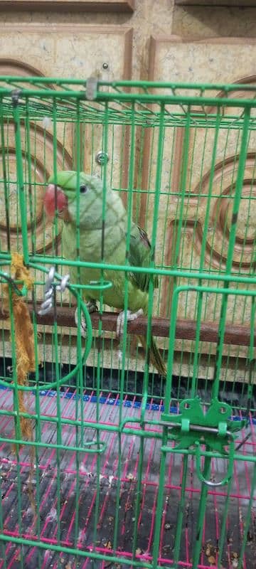 kashmiri raw pair age 5 month with large cage 5