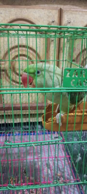 kashmiri raw pair age 5 month with large cage 6