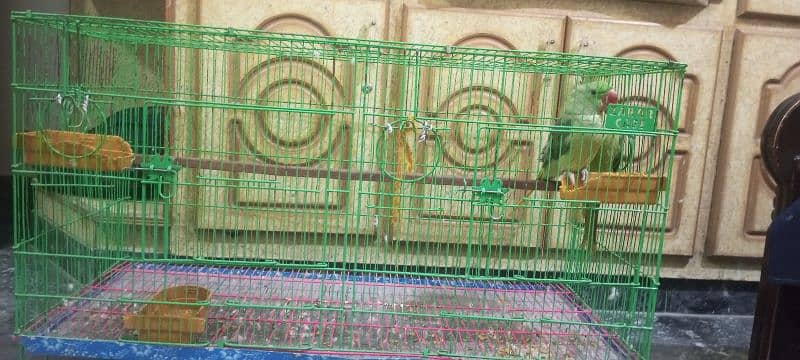 kashmiri raw pair age 5 month with large cage 7